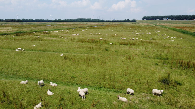 Schapen op de weide