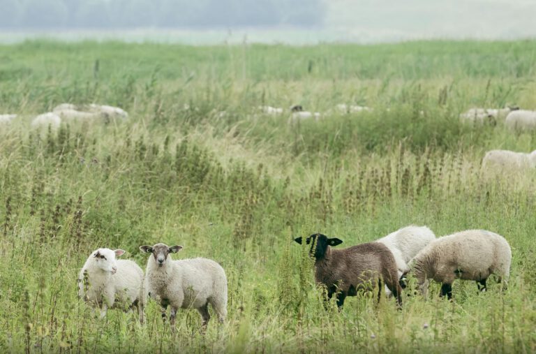 Schapen in de wei